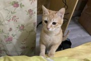 橘猫取名，宝宝好听的名字推荐