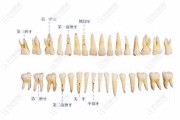 门牙磕断，解析其影响