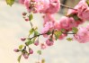 桃花运旺的生肖有哪些？解析2023年桃花运势