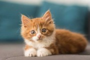 小猫抓老鼠，吉凶解析