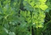 梦见很多芹菜，解读梦境中的蔬菜象征意义