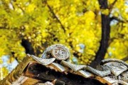 接下来是文章内容。开头可以介绍郑州的历史，提到寺庙在城市中的重要地位，以及求签在信徒心中的地位。，可以详细描述一个具体的寺庙，比如金水桥南的正兴寺，讲述它的历史背景和求签的习俗