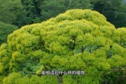 赤楠树的智慧，禁忌与选择