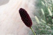 十二星座最爱的花儿