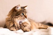猫进屋，解读神秘的预兆与解梦符号