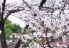 十二星座与樱花，春天的对话