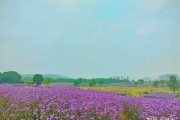 李晨，光下的希望与新生