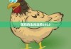 乙亥年生肖鸡运势，机遇与并存的 year