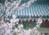 鸡鸣寺，晨钟下的文化与智慧