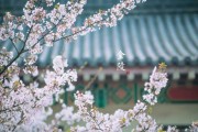 鸡鸣寺，晨钟下的文化与智慧