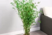 家养小米竹，妙招，提升家居运势