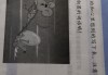 楼上的老鼠掉下来，预兆与解梦解析
