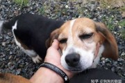 狗宝宝出生吉时，传统与现代的结合
