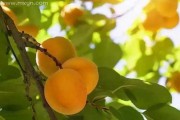 梦见很长蛇皮,预兆与象征解析 梦见很长蛇皮,预兆与象征解析