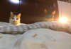 解梦猫咬裤腿，解读梦境中的隐秘