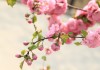 桃花运旺的生肖有哪些？解析2023年桃花运势