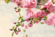 桃花运旺的生肖有哪些？解析2023年桃花运势