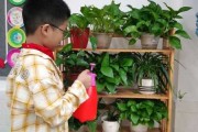 教室里的绿植，提升学习环境的之道