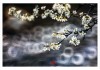 李花名字吉凶，传统与现代的结合