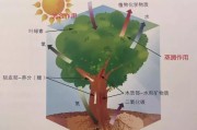 花木在中的重要性与选择指南