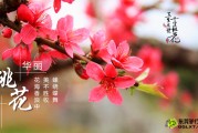 三月生肖运势解析，桃花运、健康运、财运全都有！
