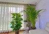 屋内种什么植物好？专业带你揭秘家居绿植之道