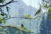 浮烟山朝观求签，自然与人文的和谐共生