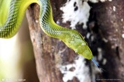 蛇女今日运势，生肖 Snake女今日运势解析