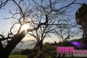 梦见折核桃叶，解读周公解梦的深层含义