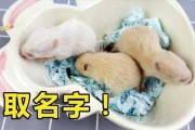 鼠宝宝取名，擎’字的妙用与寓意解析