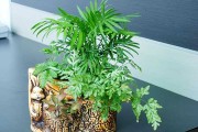 屋内养什么小树好——家居绿植的奥秘解析