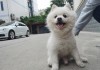 梦见狗，预兆与解梦全解析