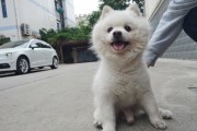 梦见狗，预兆与解梦全解析