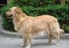 金毛犬的算命方法，解读其神秘行为