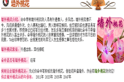 生辰八字算命测算桃花运，解析你的感情运势与潜在伴侣