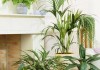 家庭布局，选择合适的盆栽，提升家居运势