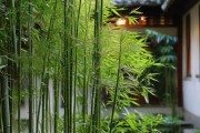 家中摆放哪种竹子最宜——揭秘竹子之道