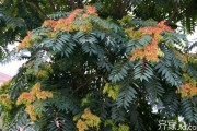 门前种什么好吗？种花种草还是种树？