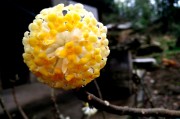 梦见花，预示与解析