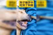 解读周公解梦，梦见狗喂奶的深层寓意