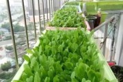 种菜开工看吉时，传统习俗与现代科技的智慧交融