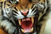 猛虎墙，中的神秘力量
