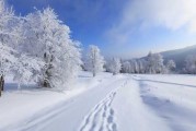 雪天摘梨，一场静默的追求