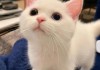 猫咪为什么算命不灵验呢？