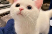 猫咪为什么算命不灵验呢？