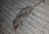 梦见打死臭鼬，预兆与解梦全解析
