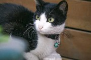 仙家黑猫进家，预兆与解梦的深层解析
