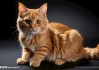 猫给你算命，是什么意思？现代人对算命的理性思考