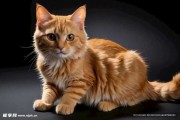 猫给你算命,是什么意思?现代人对算命的理性思考 猫给你算命,是什么意思?现代人对算命的理性思考