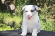 边牧犬宝宝取名攻略，如何为爱犬取一个好听又富有寓意的名字